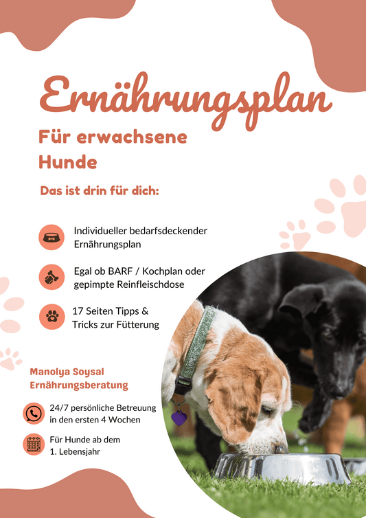 Ernährungsplan für erwachsene Hunde