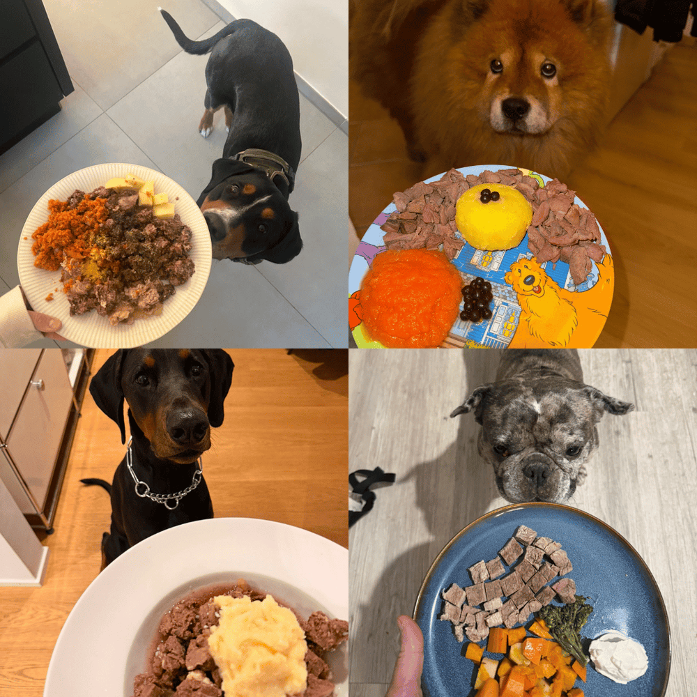 Erfolgsbeispiele und Kundenerfahrungen mit dem Ernährungsplan für Hunde