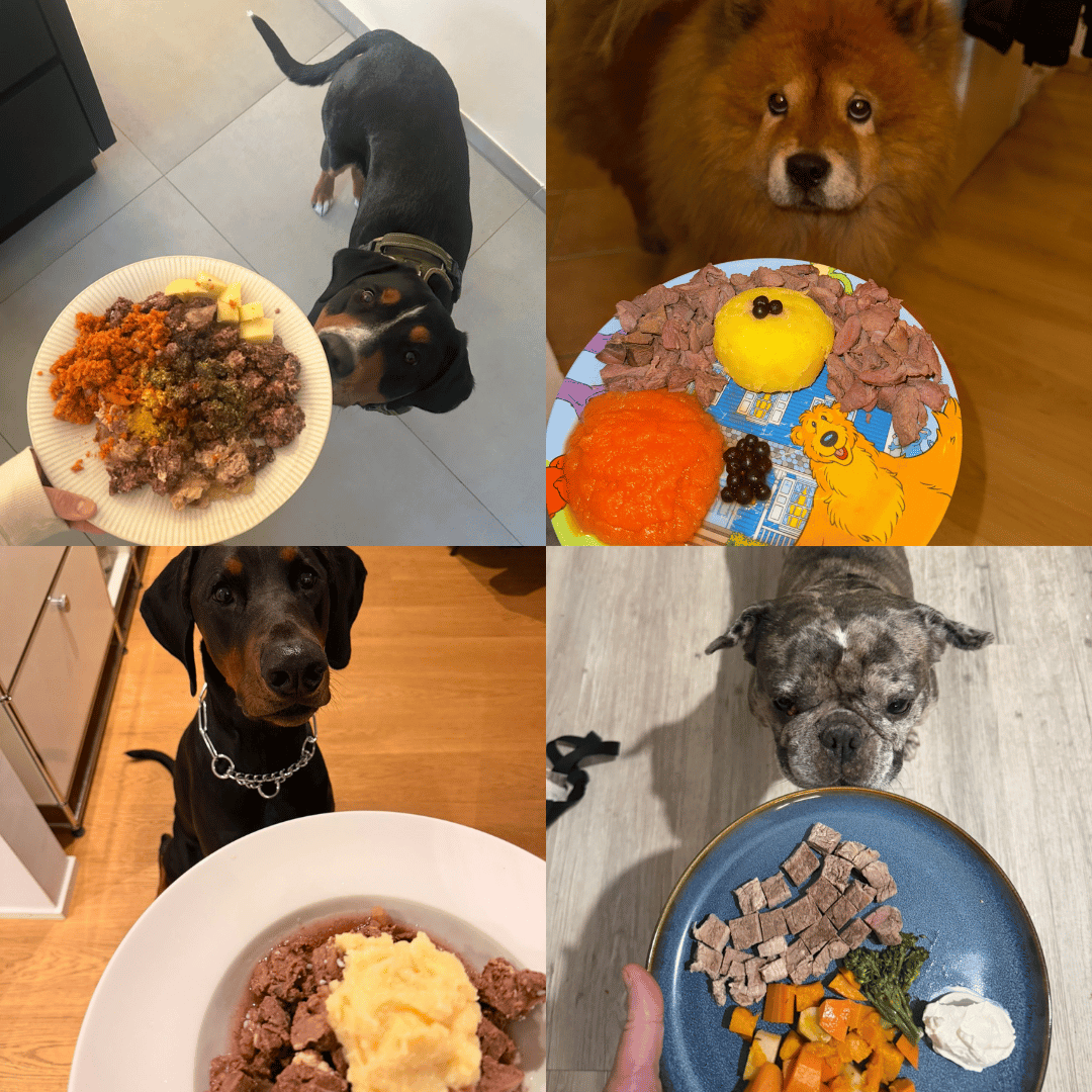 Erfolgsbeispiele und Kundenerfahrungen mit dem Ernährungsplan für Hunde