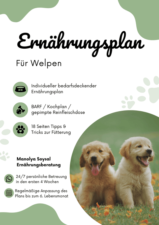 Artgerechter Ernährungsplan für Welpen - gesunder Start ins Hundeleben