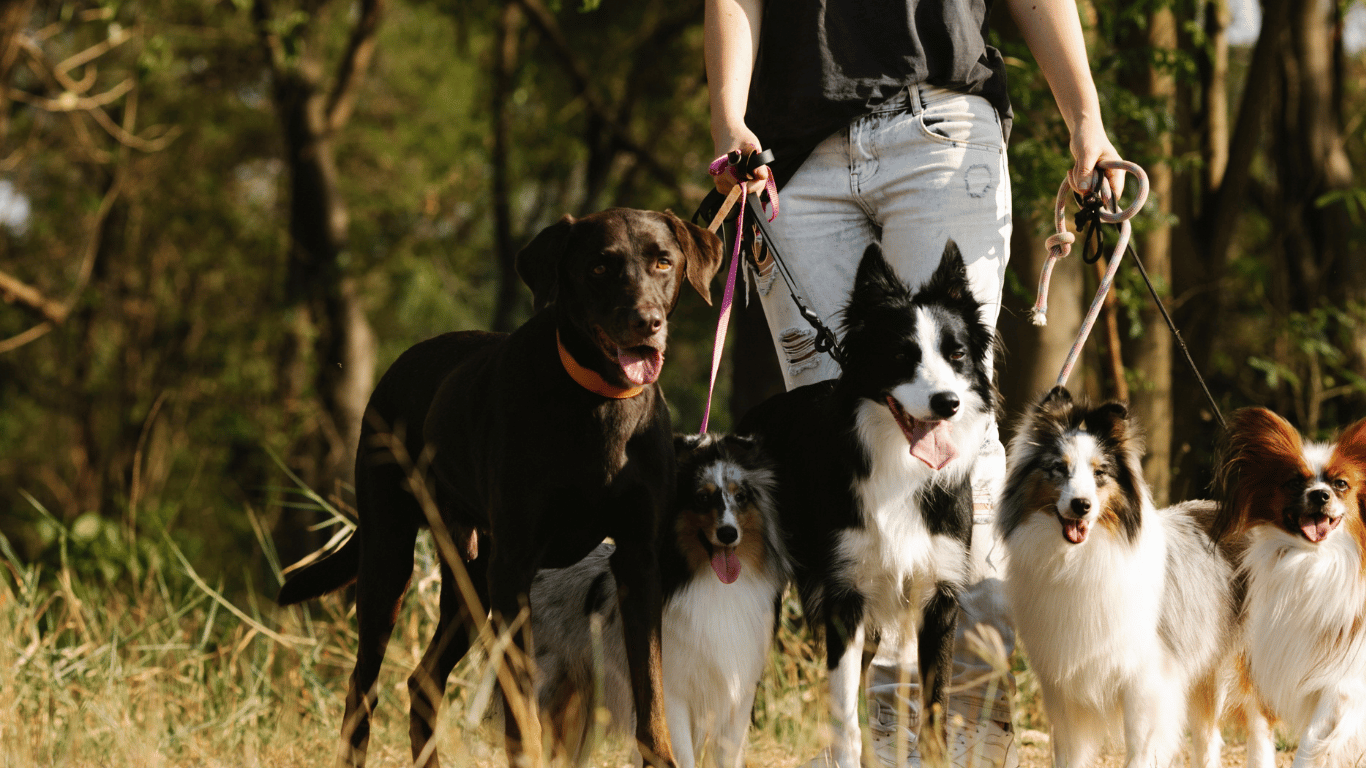 Professionelle Hundegesundheitsberatung und Ernährungsplanung für Hunde durch Manolya Hundepsychologin